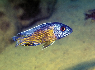 Aulonocara stuartgranti 'Londo Bay'